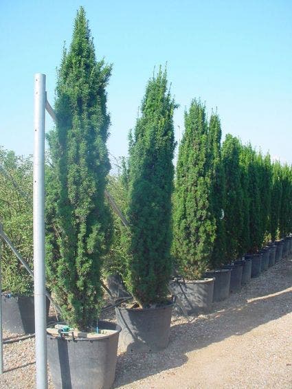 Groene Zuiltaxus (Taxus Baccata 'Fastigiata')