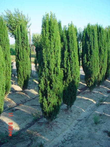  Groene Zuiltaxus (Taxus Baccata 'Fastigiata')
