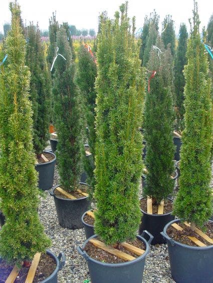  Gele Zuiltaxus (Taxus Baccata 'Fastigiata Aurea')
