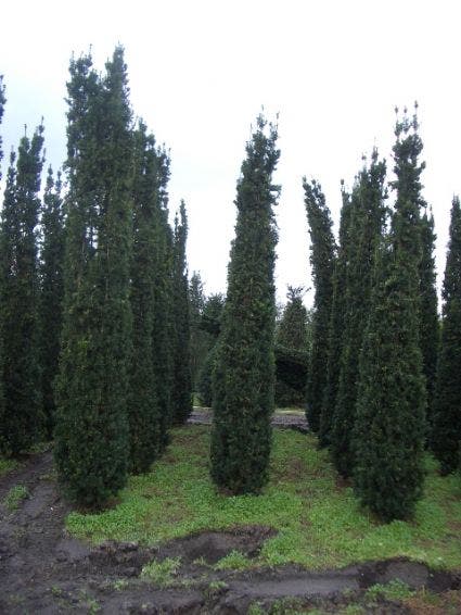  Zuiltaxus (Taxus Baccata 'Fastigiata Robusta')