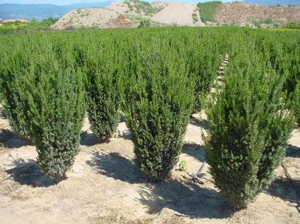  Venijnboom (Taxus Media 'Hillii')