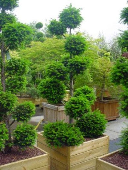  Taxus Als Bonsai (Taxus Baccata)