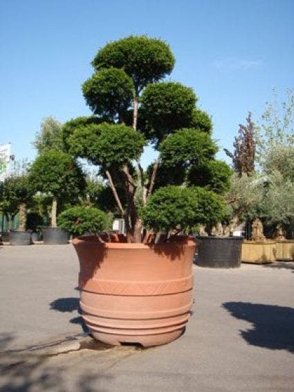  Taxus Als Bonsai (Taxus Baccata)