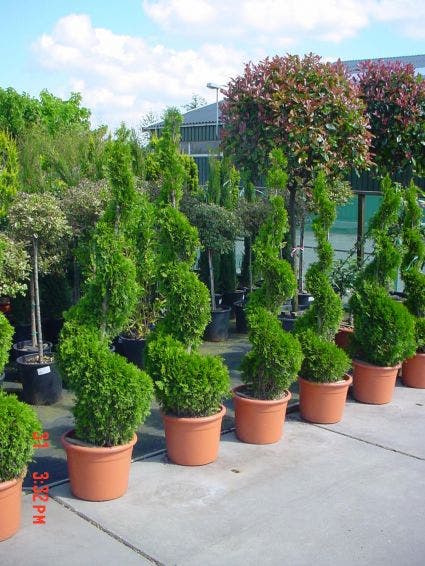  Conifeer Als Spiraal (Thuja Occidentalis 'Smaragd')