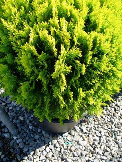  Levensboom (Thuja Orientalis 'Aurea Nana')