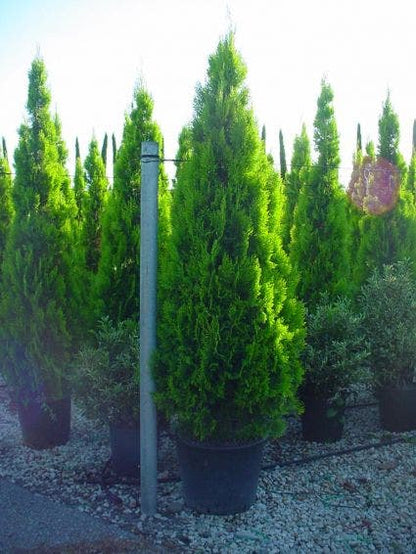  Levensboom (Thuja Orientalis 'Pyramidalis Aurea')
