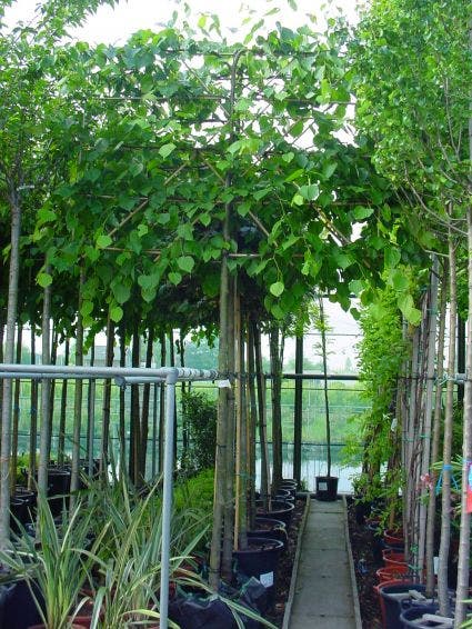  Leilinde (Tilia Vulgaris 'Pallida')