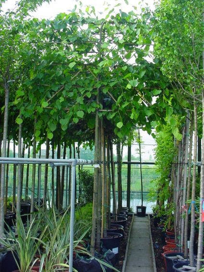  Leilinde (Tilia Vulgaris 'Pallida')