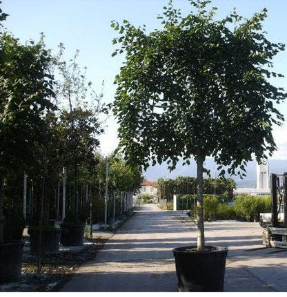  Leilinde (Tilia Vulgaris 'Pallida')