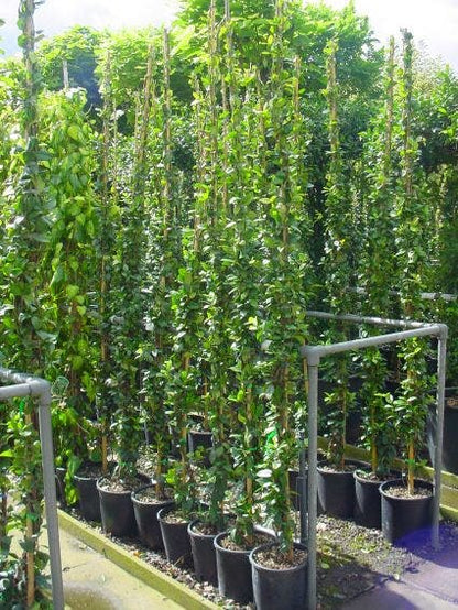  Toscaanse Jasmijn (Trachelospermum Jasminoides)