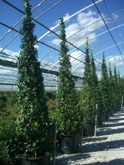  Toscaanse Jasmijn Als Piramide (Trachelospernum Jasminoides)