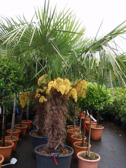  Winterharde Palm (Trachycarpus Fortunei)