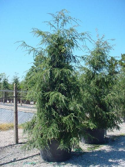  Hemlockspar (Tsuga Canadensis)
