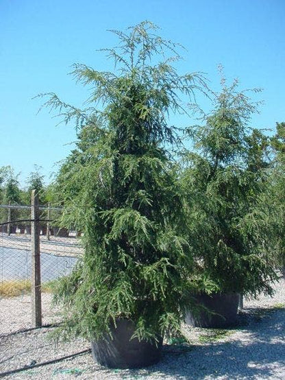  Hemlockspar (Tsuga Canadensis)