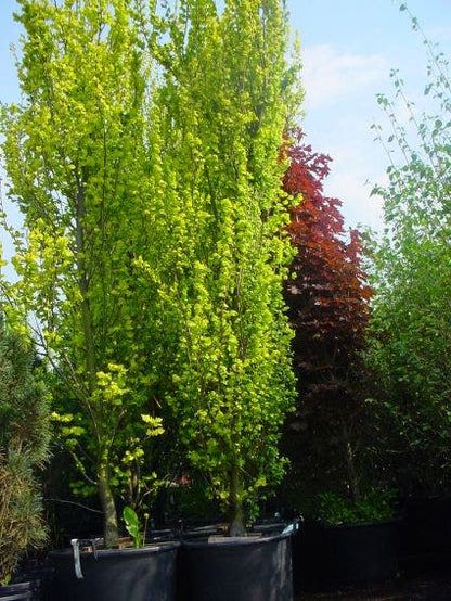  Goudiep (Ulmus Hollandica 'Wredei')