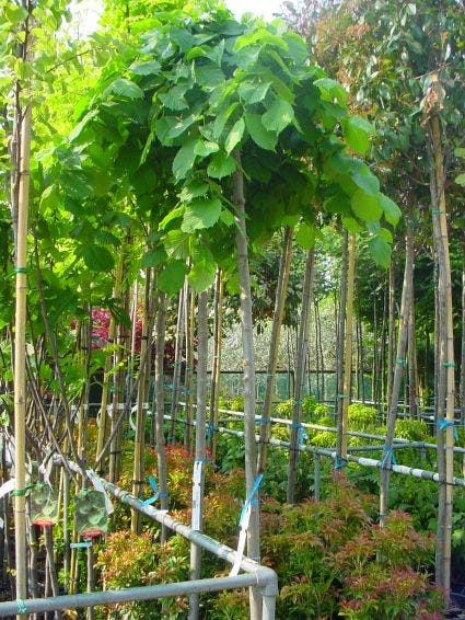  Treuriep (Ulmus Glabra 'Pendula')