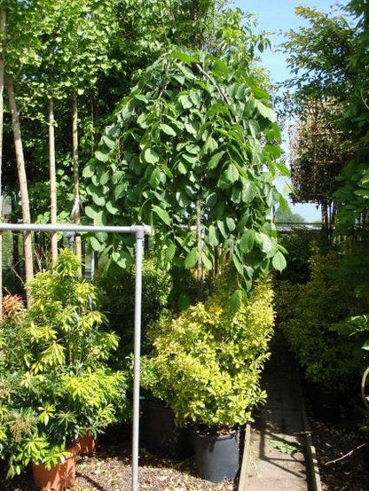  Treuriep (Ulmus Glabra 'Pendula')