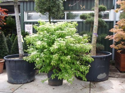  Sneeuwbal (Viburnum Plicatum 'Mariesii')