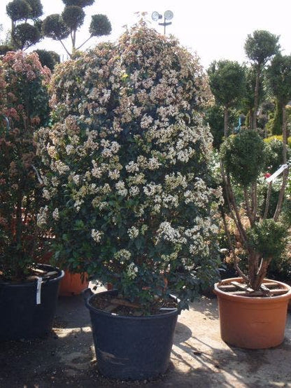  Groenblijvende Sneeuwbal (Viburnum Tinus)