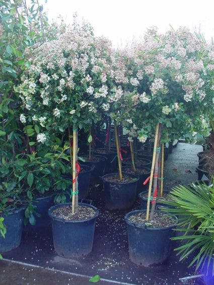  Sneeuwbal Op Stam (Viburnum Tinus 'Eve Price')