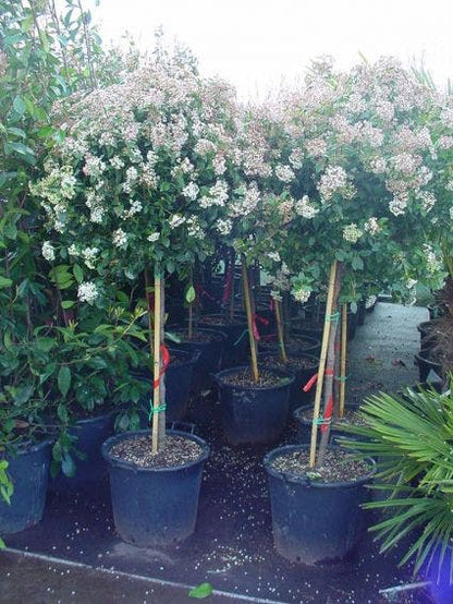  Sneeuwbal Op Stam (Viburnum Tinus 'Eve Price')