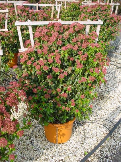  Sneeuwbal, Leivorm (Viburnum Tinus 'Eve Price ')
