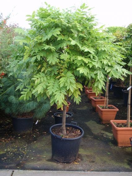 Blauwe Regen Op Stam (Wisteria Sinensis 'Prolific')