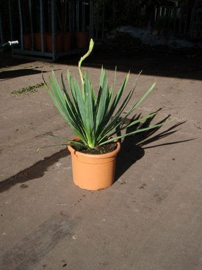  Palmlelie (Yucca Filamentosa)