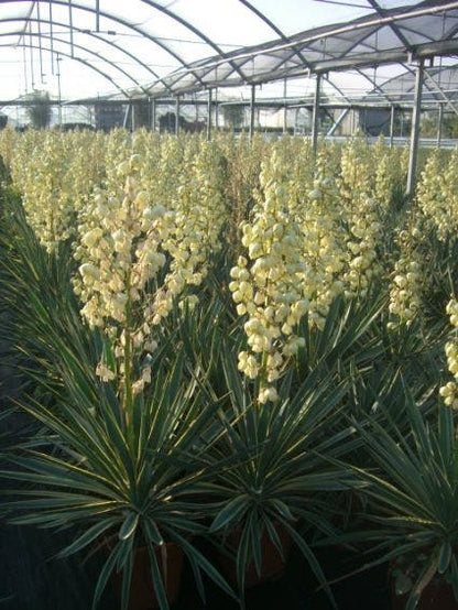  Palmlelie (Yucca Gloriosa 'Variegata')