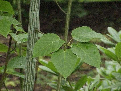  Chinese Esdoorn (Acer Davidii )