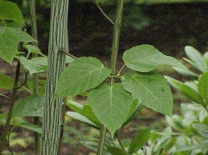  Streepjesbast Esdoorn (Acer Davidii)