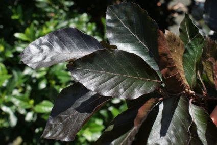  Rode Beuk Als Leiboom (Fagus Sylvatica 'Atropurpurea')