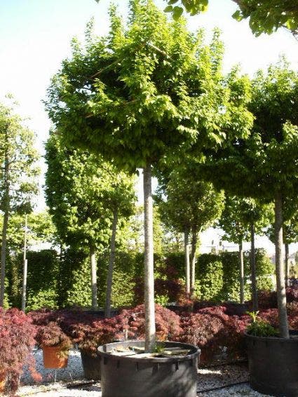  Haagbeuk Als Dakboom (Carpinus Betulus)