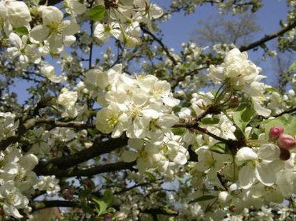  Sierappel Als Leiboom (Malus 'Evereste')
