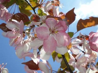  Sierappel Als Leiboom (Malus 'Rudolf')