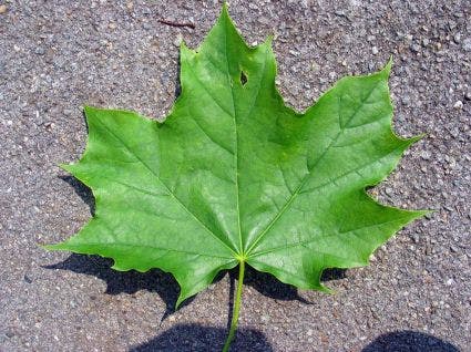  Noorse Esdoorn (Acer Platanoides)
