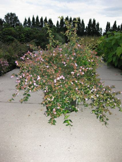  Abelia (Abelia Grandiflora 'Edward Goucher')