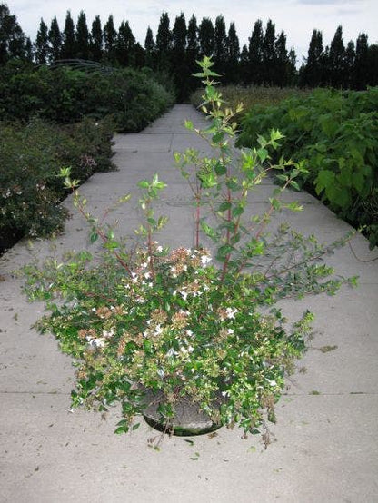  Abelia (Abelia Grandiflora)