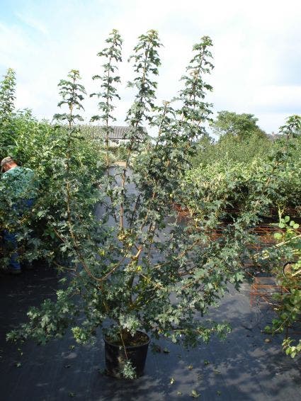  Veldesdoorn Als Haag (Acer Campestre)