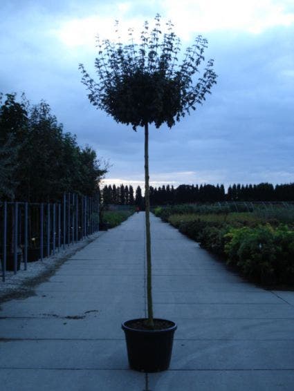  Bonte Bolesdoorn (Acer Pseudoplatanus 'Brilliantissimum')