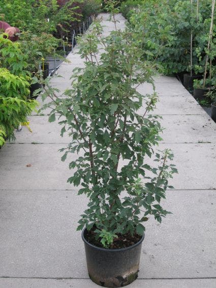  Papieresdoorn (Acer Griseum)