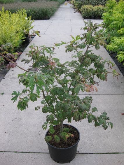  Japanse Esdoorn (Acer Japonicum 'Aconitifolium')