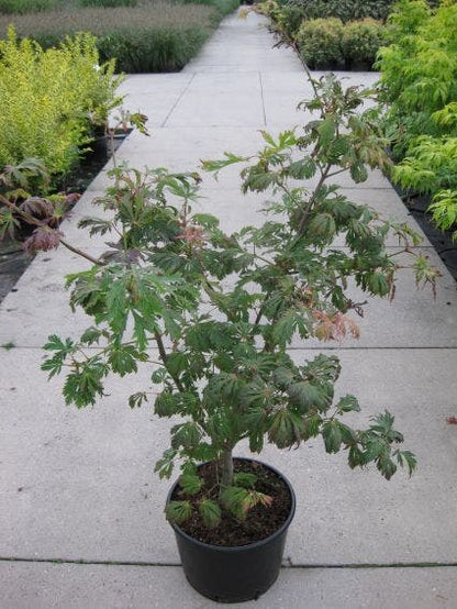  Japanse Esdoorn (Acer Japonicum 'Aconitifolium')