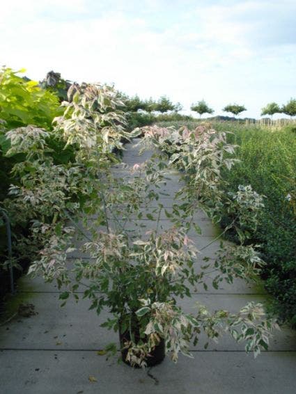  Vederesdoorn (Acer Negundo 'Flamingo')