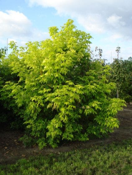  Vederesdoorn (Acer Negundo 'Kelly's Gold')