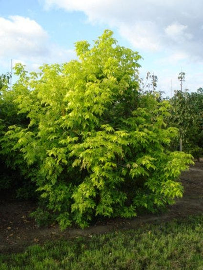  Vederesdoorn (Acer Negundo 'Kelly's Gold')
