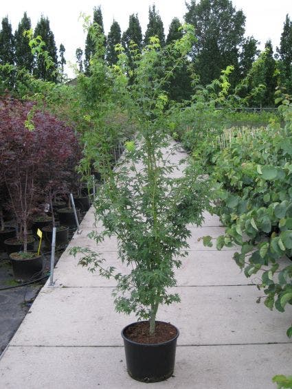 Japanse Esdoorn (Acer Palmatum 'Aoyagi')