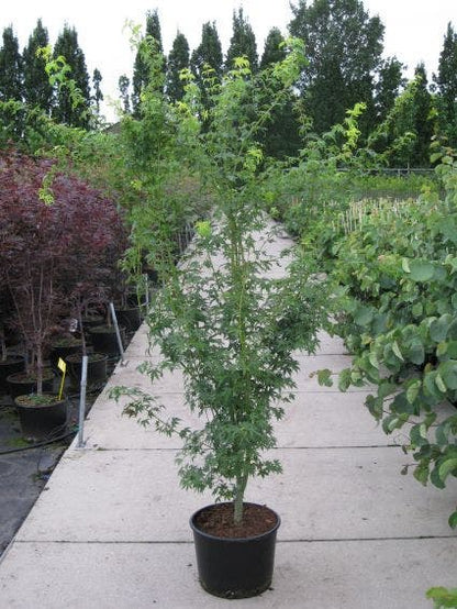  Japanse Esdoorn (Acer Palmatum 'Aoyagi')