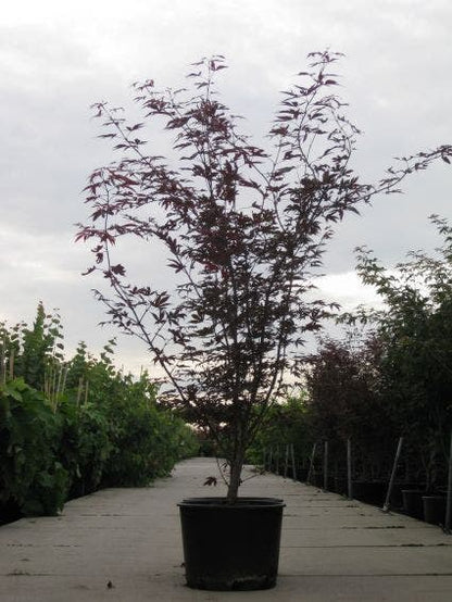  Japanse Esdoorn (Acer Palmatum 'Fireglow')