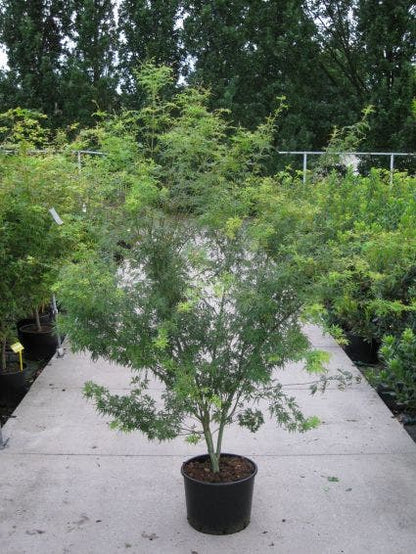  Japanse Esdoorn (Acer Palmatum 'Seiryu')